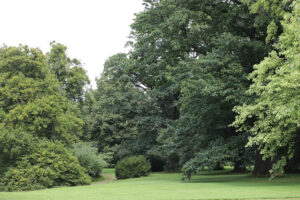 Hannoversche Schweißhunde unsere Hunde