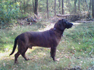 Hannoversche Schweißhunde unsere Hunde