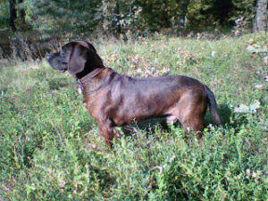 Hannoversche Schweißhunde unsere Hunde