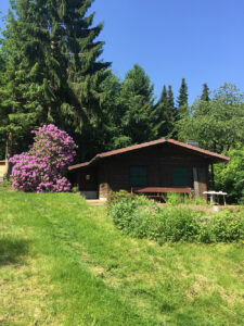 Hannoversche Schweißhunde unsere Hunde