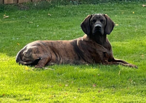 Hannoversche Schweißhunde unsere Hunde