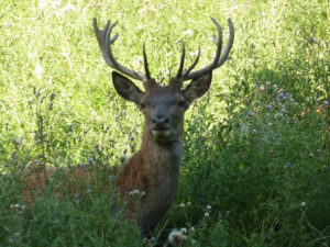 Hannoversche Schweißhunde